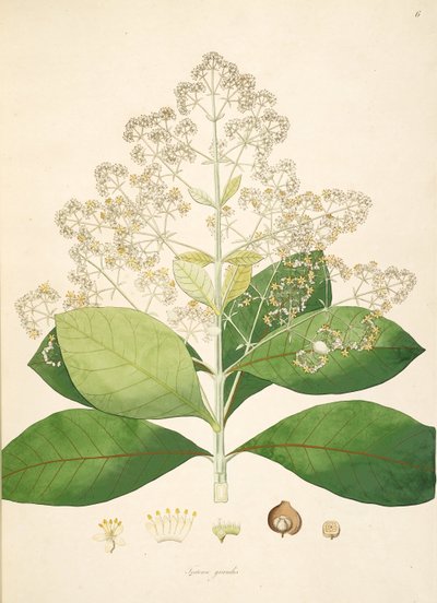 Illustratie van Tectona grandis, Lamiaceae door anonymus